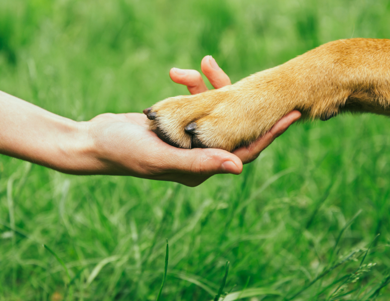 Humane Society of Sedona