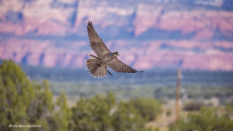 Enedina 10.2022 stevecomstock