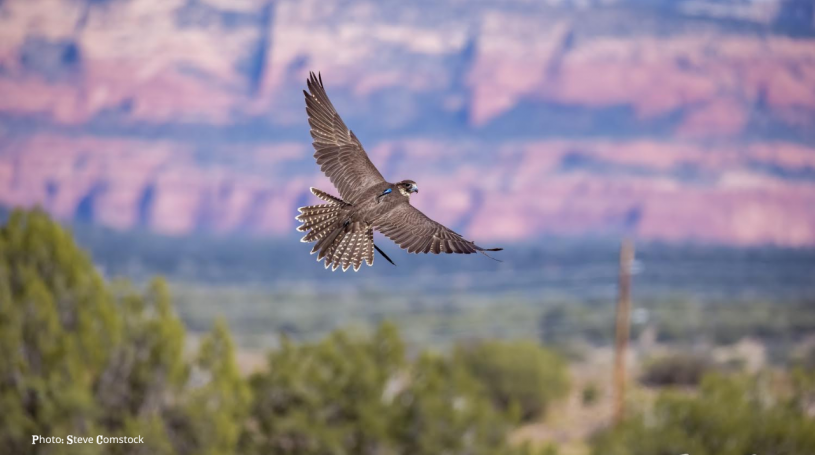Enedina 10.2022 stevecomstock