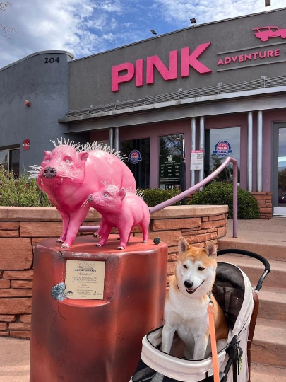 Pink Adventure Store