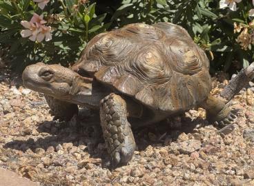 Slow and steady in the garden by raymond gibby chamber