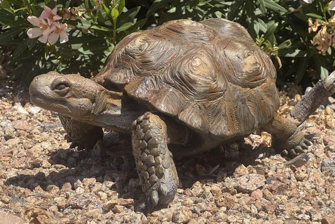 Slow and steady in the garden by raymond gibby chamber
