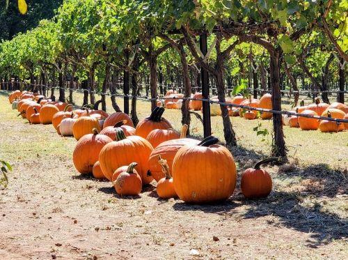 Harvest100