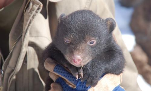 Bearizona Wildlife Park