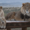 Out of Africa Wildlife Park